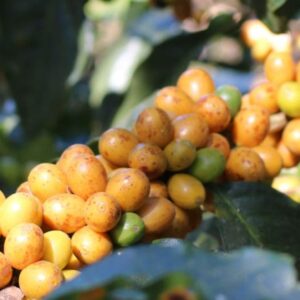 Brazil Pulp Natural Santa Ines- 12 oz. Whole Bean
