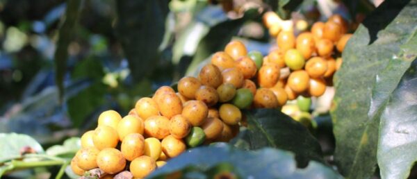 Brazil Pulp Natural Santa Ines- 12 oz. Whole Bean