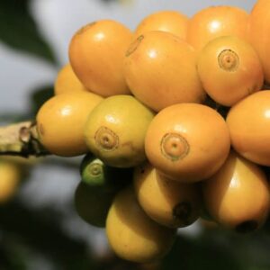 Nicaragua Acopio Suyatal -12oz Whole Bean