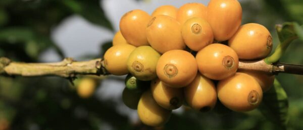 Nicaragua Acopio Suyatal -12oz Whole Bean